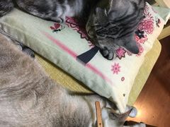 -李小姐の猫咖啡馆(五角场店)