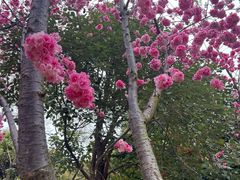 -洛龙公园