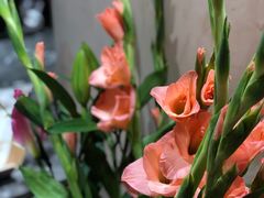 -麦陌(正弘城店)