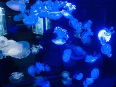 -烟台海昌鲸鲨海洋公园