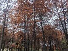 -上海海湾国家森林公园