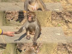 -黔灵山公园