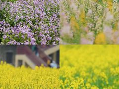 -杭州湾海上花田景区