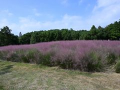 -同里国家湿地公园