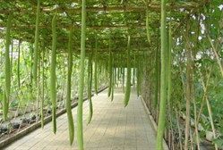 -北戴河集发农业梦想王国