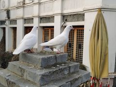 -白鹿原·白鹿仓