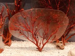 -贝林大翅鲸简餐厅(国家海洋博物馆店)