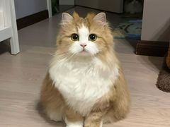 -小红车炸蛋葱油饼