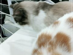 -极木²邸 人与宠物·互动社区
