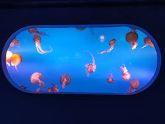 -太平洋海底世界