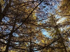 -苏木山森林公园
