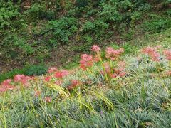 -西湖风景区-江洋畈生态公园