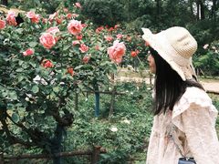 -东湖落雁景区