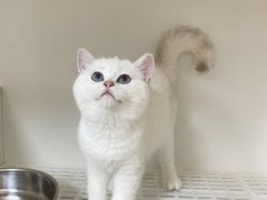 -lincat·猫舍(广州店)