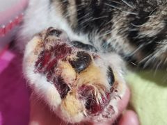 -北京恒爱动物医院(清景园分院)