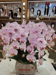 -爱德兰丝Aderans