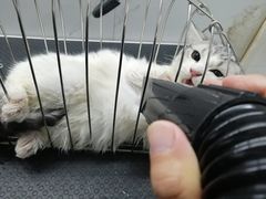 -喵汪萌宠屋旗舰店.洗澡美容.猫狗基地