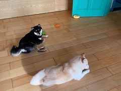 -喜柴咖啡·柴犬狗咖