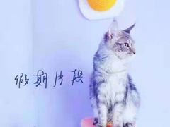 -十年猫舍·猫咪专门店(普陀店)