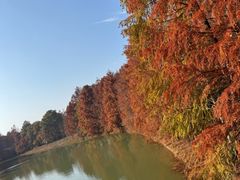 -上海海湾国家森林公园