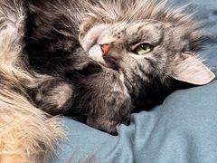 -翊宠yipet猫狗购宠庄园犬舍•猫舍