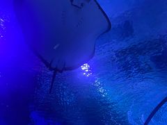 -海合安武汉极地海洋公园