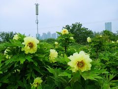 -曹州牡丹园