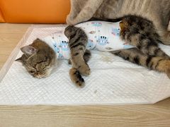 -乐派堂宠物医院·猫友好· 心脏科(东街店)