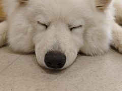 -共舞时光猫咖·狗咖(新街口店)