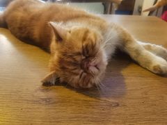 -平行世界·猫咖(首经贸店)