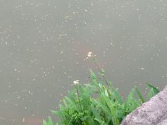 -松山湖梦幻百花洲