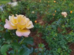 -香蜜公园