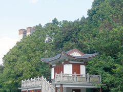 -金花茶公园