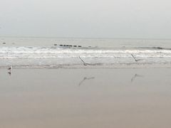 -日照海滨国家森林公园