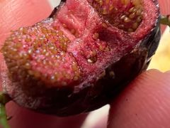 -盒马鲜生(亲橙里店)