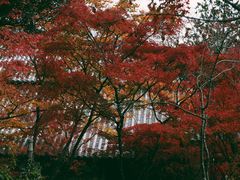 -常寂光寺