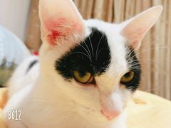 -创凡宠物医院·骨专科  猫科中心(西乡分院)