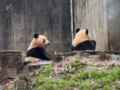 -中国大熊猫保护研究中心雅安碧峰峡基地