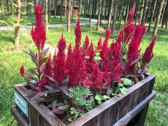 -黄海国家森林公园