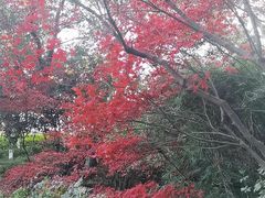 -杭州半山国家森林公园