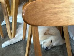 -尤加利咖啡馆