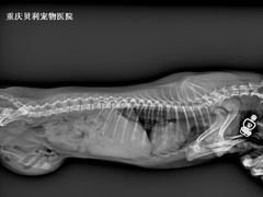 -贝利宠物医院·骨科·眼科·肿瘤转诊中心(南坪诊疗中心)