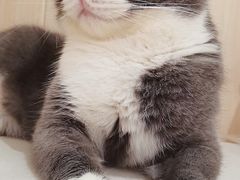 -绒爪撸猫下午茶·猫咖