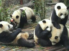 -成都大熊猫繁育研究基地