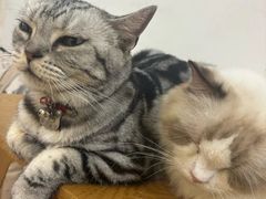-李小姐の猫咖啡馆(五角场店)