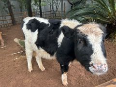 -海兰云天度假区温泉