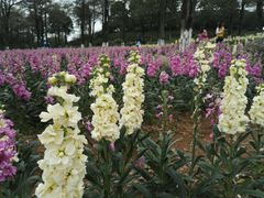 -松山湖梦幻百花洲