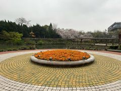 -嘉定紫藤园