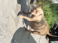 -嘉馨宠物医院·CT影像转诊·心脏科·犬猫全科诊疗中心(下沙大学城院区)