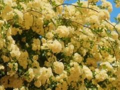 -顾村公园3号门停车场